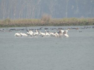 Indian Wetland