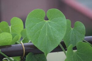 Guduchi (Tinospora cordifolia)/ Giloy Plant