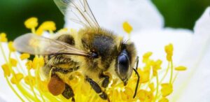 जैवविविधतेचेही रक्षण आणि परिसंस्थेसाठी मधमाशी महत्वाची Bees are also important for the conservation of biodiversity and ecosystems हडपसर मराठी बातम्या Hadapsar News