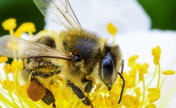 जैवविविधतेचेही रक्षण आणि परिसंस्थेसाठी मधमाशी महत्वाची Bees are also important for the conservation of biodiversity and ecosystems हडपसर मराठी बातम्या Hadapsar News