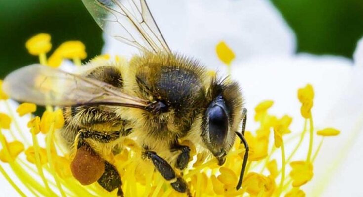 जैवविविधतेचेही रक्षण आणि परिसंस्थेसाठी मधमाशी महत्वाची Bees are also important for the conservation of biodiversity and ecosystems हडपसर मराठी बातम्या Hadapsar News