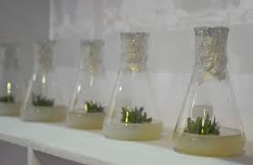 टिश्यू कल्चर वनस्पतीं tissue culture plants हडपसर मराठी बातम्या Hadapsar News