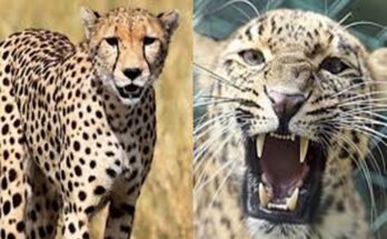 8 cheetahs brought from Namibia were released in Kuno National Park in Madhya Pradesh नामीबिया इथून आणलेल्या ८ चित्त्यांना मध्यप्रदेशातील कुनो राष्ट्रीय उद्यानात सोडण्यात आलं हडपसर मराठी बातम्या Hadapsar Latest News Hadapsar News