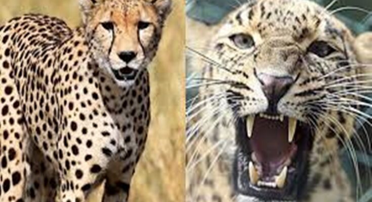 8 cheetahs brought from Namibia were released in Kuno National Park in Madhya Pradesh नामीबिया इथून आणलेल्या ८ चित्त्यांना मध्यप्रदेशातील कुनो राष्ट्रीय उद्यानात सोडण्यात आलं हडपसर मराठी बातम्या Hadapsar Latest News Hadapsar News