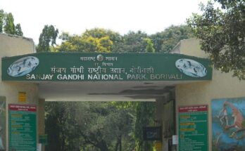 Sanjay Gandhi National Park संजय गांधी राष्ट्रीय उद्यान हडपसर मराठी बातम्या Hadapsar Latest News Hadapsar News