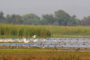 Nandurmadhmeshwar Sanctuary
नांदूरमधमेश्वर वन्यजीव अभयारण्य 
हडपसर क्राइम न्यूज 
हडपसर मराठी बातम्या 
Hadapsar Latest News Hadapsar News
