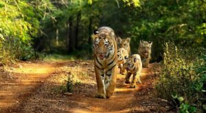 Nagpur- Tiger Capital of India नागपूर- टायगर कॅपिटल ऑफ इंडिया हडपसर क्राइम न्यूज, हडपसर मराठी बातम्या, हडपसर न्युज Hadapsar Crime News, Hadapsar Marathi News, ,Hadapsar News