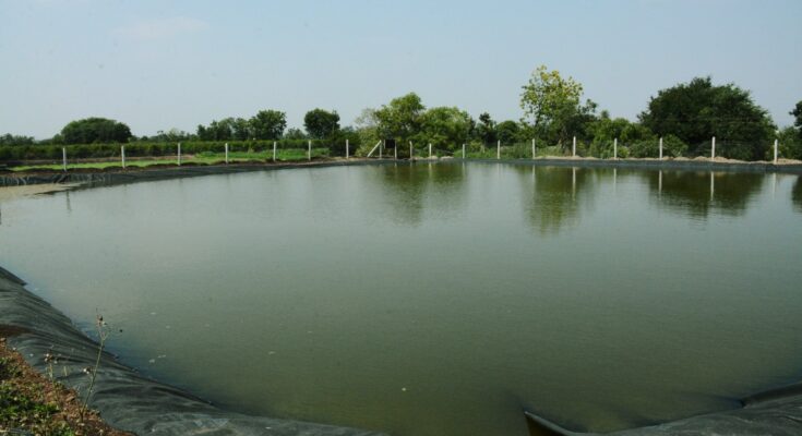 Processing of applications of 4 thousand farmers for individual farm ponds in the state is underway वैयक्तिक शेततळ्यासाठी राज्यात ४ हजारावर शेतकऱ्यांच्या अर्जावर प्रक्रिया सुरू हडपसर क्राइम न्यूज, हडपसर मराठी बातम्या, हडपसर न्युज Hadapsar Crime News, Hadapsar Marathi News, ,Hadapsar News