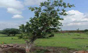 Of the 1,025 banyan trees successfully planted on the Tukaram Maharaj Palkhi Marg, 85% of the trees are alive. तुकाराम महाराज पालखी मार्गावर यशस्वी वृक्षारोपण केलेल्या 1,025 वटवृक्षांपैकी 85% वृक्ष जीवित हडपसर क्राइम न्यूज, हडपसर मराठी बातम्या, हडपसर न्युज Hadapsar Crime News, Hadapsar Marathi News, ,Hadapsar News