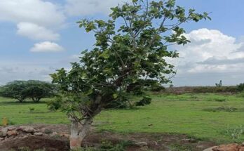 Of the 1,025 banyan trees successfully planted on the Tukaram Maharaj Palkhi Marg, 85% of the trees are alive. तुकाराम महाराज पालखी मार्गावर यशस्वी वृक्षारोपण केलेल्या 1,025 वटवृक्षांपैकी 85% वृक्ष जीवित हडपसर क्राइम न्यूज, हडपसर मराठी बातम्या, हडपसर न्युज Hadapsar Crime News, Hadapsar Marathi News, ,Hadapsar News