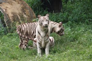 White tigress Sita, Avani and Vyom's first birthday celebrations at Delhi's National Zoological Park दिल्लीतील नॅशनल झूऑलॉजिकल पार्क मधली पांढरी वाघीण सीताच्या, अवनी आणि व्योम या बछड्यांचा पहिला वाढदिवस झाला थाटात साजरा हडपसर क्राइम न्यूज, हडपसर मराठी बातम्या, हडपसर न्युज Hadapsar Crime News, Hadapsar Marathi News, ,Hadapsar News