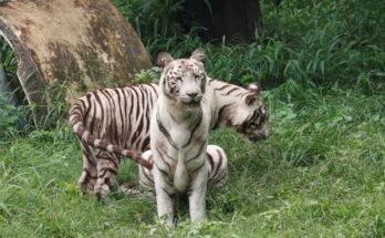 White tigress Sita, Avani and Vyom's first birthday celebrations at Delhi's National Zoological Park दिल्लीतील नॅशनल झूऑलॉजिकल पार्क मधली पांढरी वाघीण सीताच्या, अवनी आणि व्योम या बछड्यांचा पहिला वाढदिवस झाला थाटात साजरा हडपसर क्राइम न्यूज, हडपसर मराठी बातम्या, हडपसर न्युज Hadapsar Crime News, Hadapsar Marathi News, ,Hadapsar News