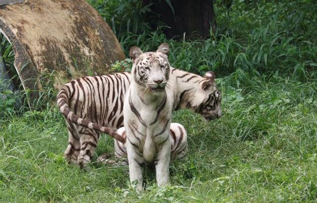 White tigress Sita, Avani and Vyom's first birthday celebrations at Delhi's National Zoological Park दिल्लीतील नॅशनल झूऑलॉजिकल पार्क मधली पांढरी वाघीण सीताच्या, अवनी आणि व्योम या बछड्यांचा पहिला वाढदिवस झाला थाटात साजरा हडपसर क्राइम न्यूज, हडपसर मराठी बातम्या, हडपसर न्युज Hadapsar Crime News, Hadapsar Marathi News, ,Hadapsar News