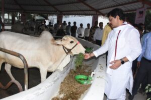 Agriculture Minister Dhananjay Munde's visit to Desi Cow Research and Training Centre
कृषी मंत्री धनंजय मुंडे यांची देशी गाय संशोधन व प्रशिक्षण केंद्राला भेट
हडपसर क्राइम न्यूज, हडपसर मराठी बातम्या, हडपसर न्युज Hadapsar Crime News, Hadapsar Marathi News, ,Hadapsar News
