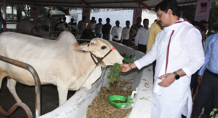 Agriculture Minister Dhananjay Munde's visit to Desi Cow Research and Training Centre कृषी मंत्री धनंजय मुंडे यांची देशी गाय संशोधन व प्रशिक्षण केंद्राला भेट हडपसर क्राइम न्यूज, हडपसर मराठी बातम्या, हडपसर न्युज Hadapsar Crime News, Hadapsar Marathi News, ,Hadapsar News